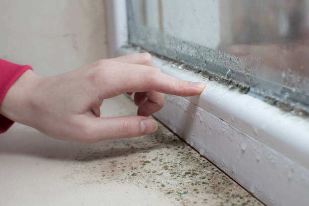 Best Emergency Mold Remediation  in Grandview, OK